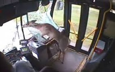 В США олень бесплатно покатался на автобусе
